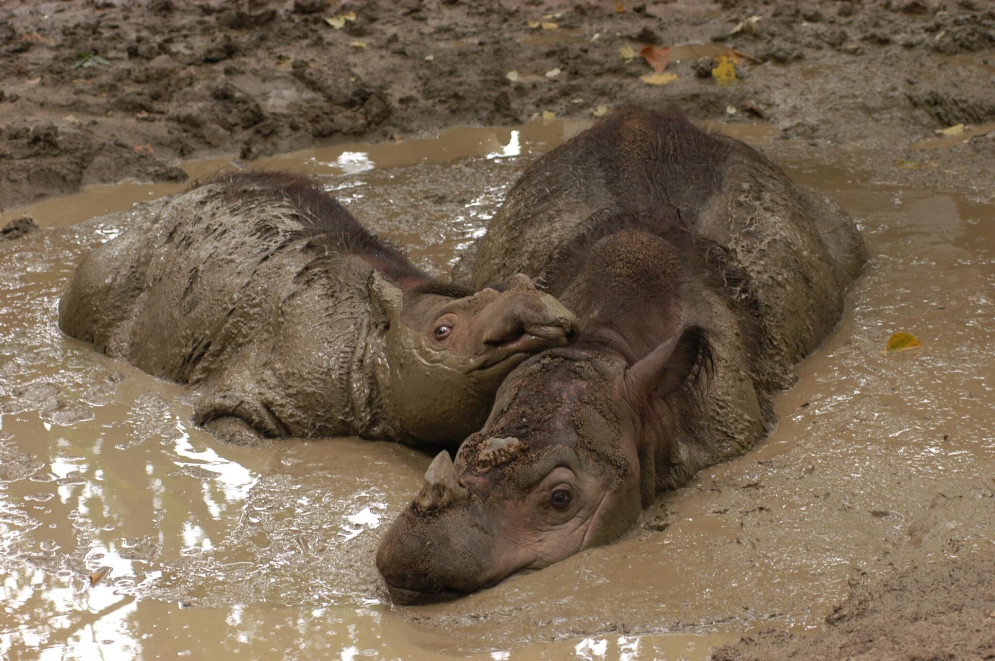 Helping Sumatran Rhinos: An Interview with Francesco Nardelli