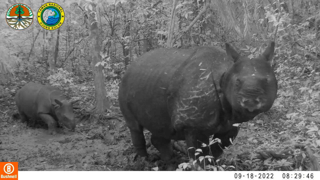 camera trap image of rare Javan rhino mother and calf in the jungle of Indonesia