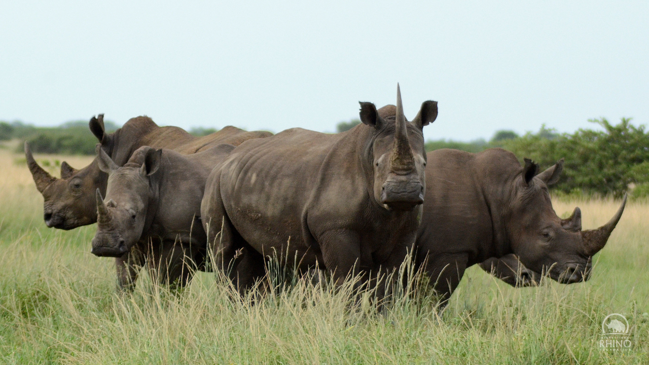 Rhino Results at CITES CoP19