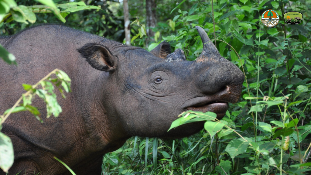 Sumatran rhino in the lush green jungle of Indonesia's Way Kambas National Park