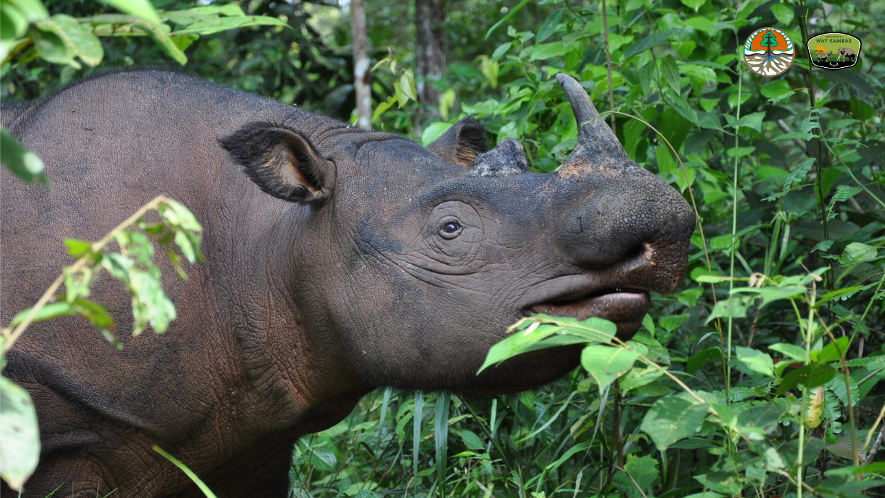 Sumatran Rhino Rescue  International Rhino FoundationInternational Rhino  Foundation