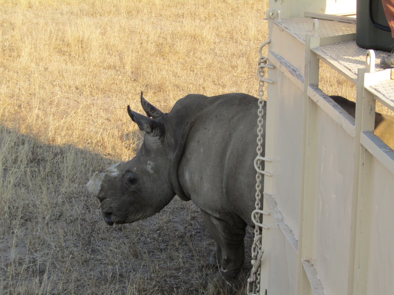 Healthy Rhino, Happy Rhino - International Rhino ...