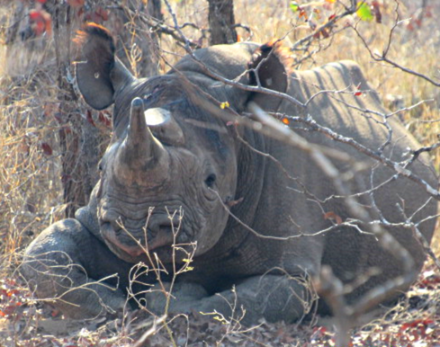 black rhino discovered with injury in Zimbabwe