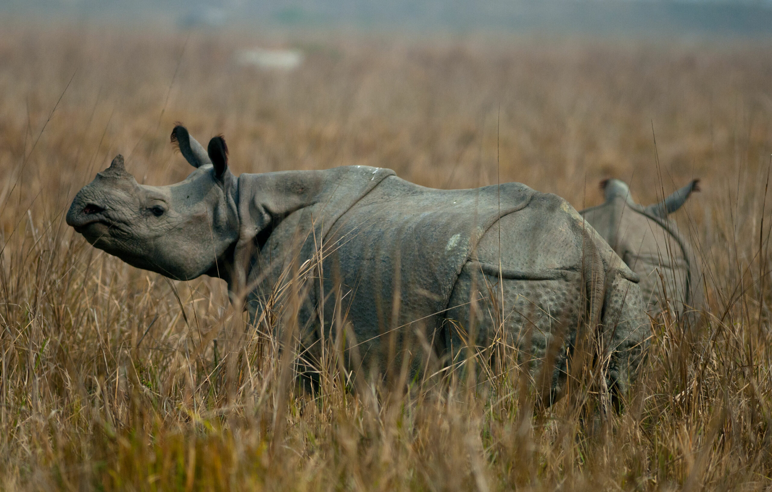 Mother And Baby Indian Rhinoceros At Kazhiranga National Park Assam Indian  Stock Photo - Download Image Now - iStock