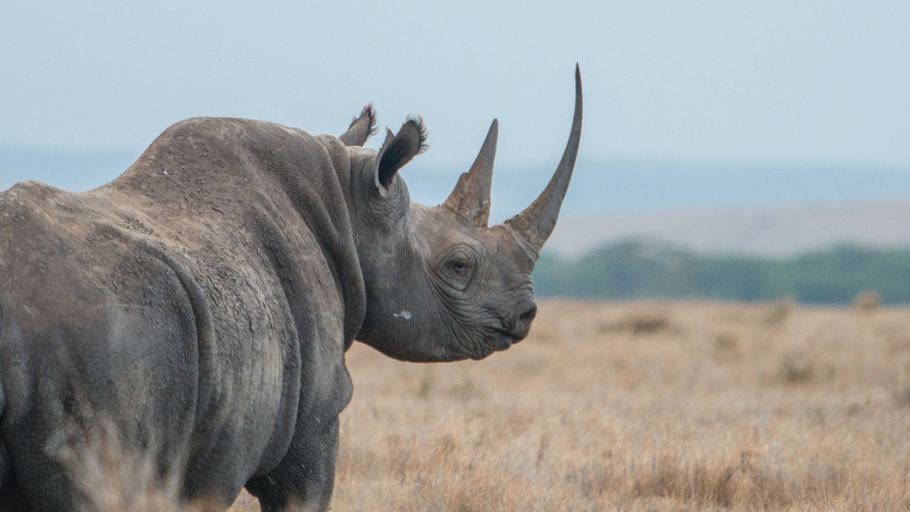 western black rhinoceros