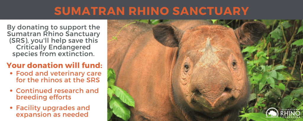 Sumatran Rhino Rescue  International Rhino FoundationInternational Rhino  Foundation