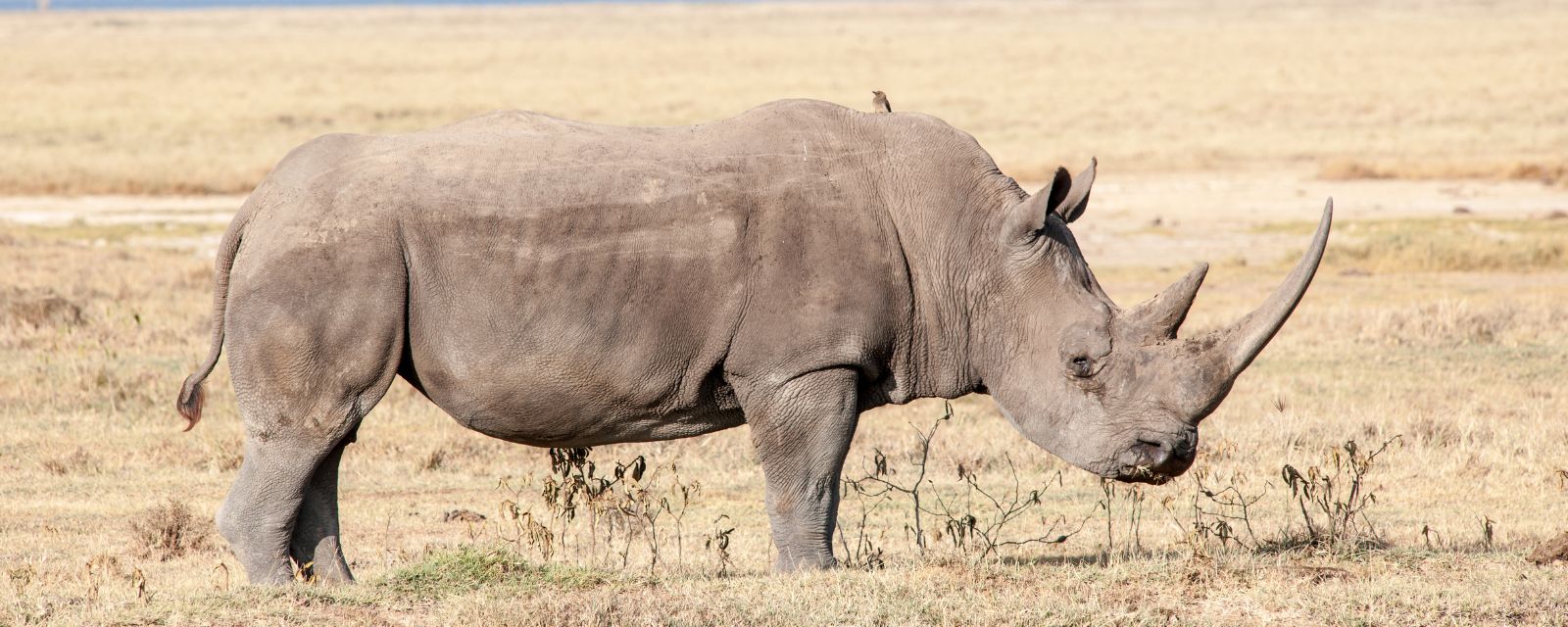 Implications of Opening Domestic Rhino Horn Trade in South Africa -  International Rhino FoundationInternational Rhino Foundation