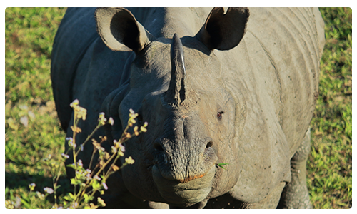 Greater One Horned Rhino