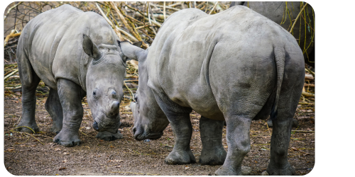 Sumatran Rhino Rescue celebrates World Rhino Day — Sumatran Rhino Alliance