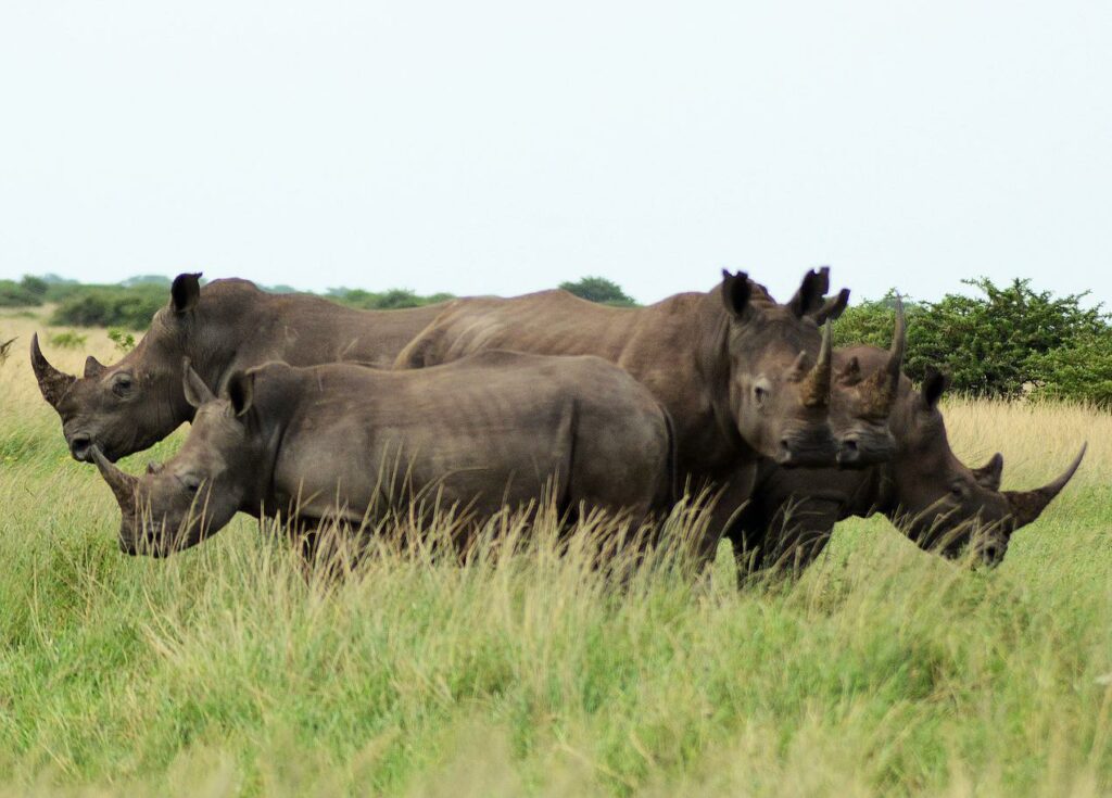 information about white rhinoceros