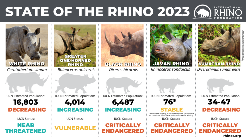 State of the Rhino | International Rhino FoundationInternational