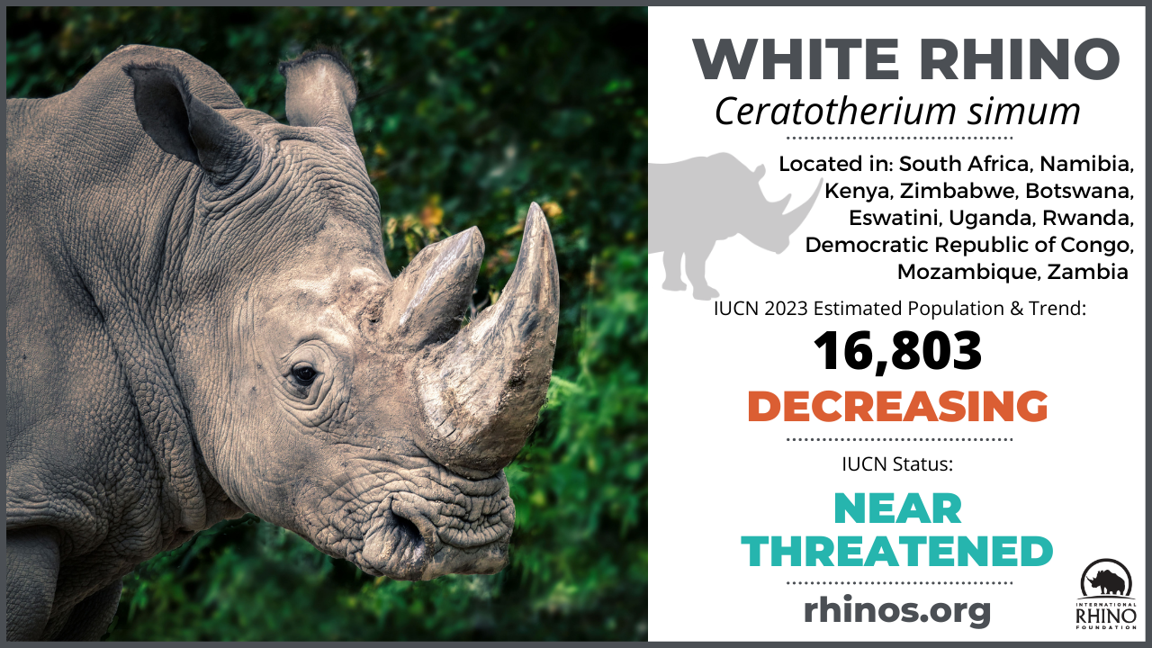 State of the Rhino International Rhino Foundation