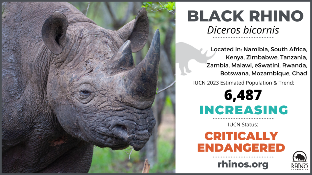 Rhino horns have shrunk over the past century, study finds, Science & Tech  News