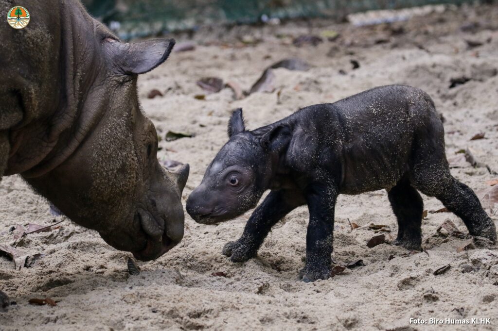 Rare Rhino Birth at Sumatran Rhino Sanctuary in Way Kambas National