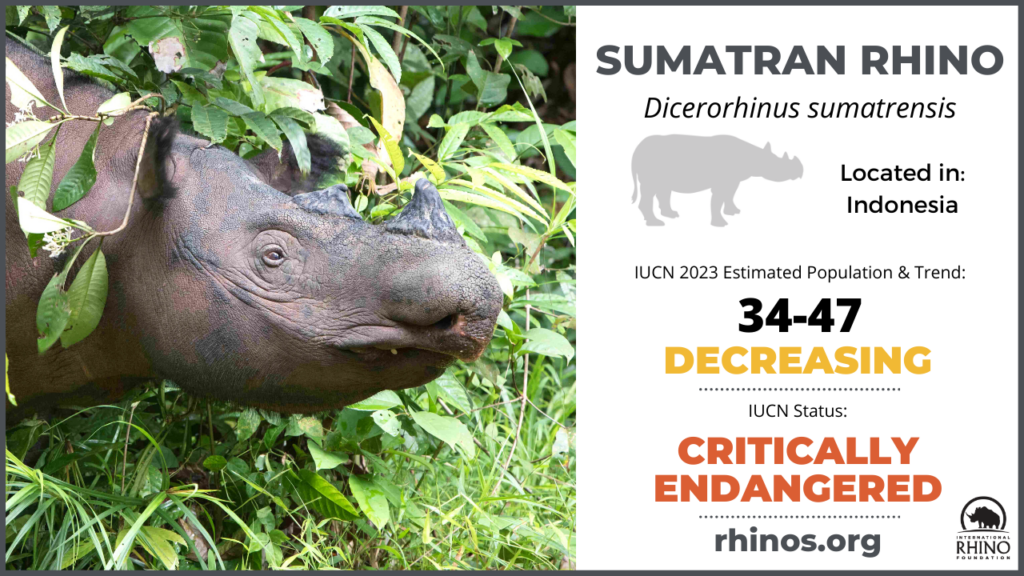 State of the Rhino | International Rhino FoundationInternational 