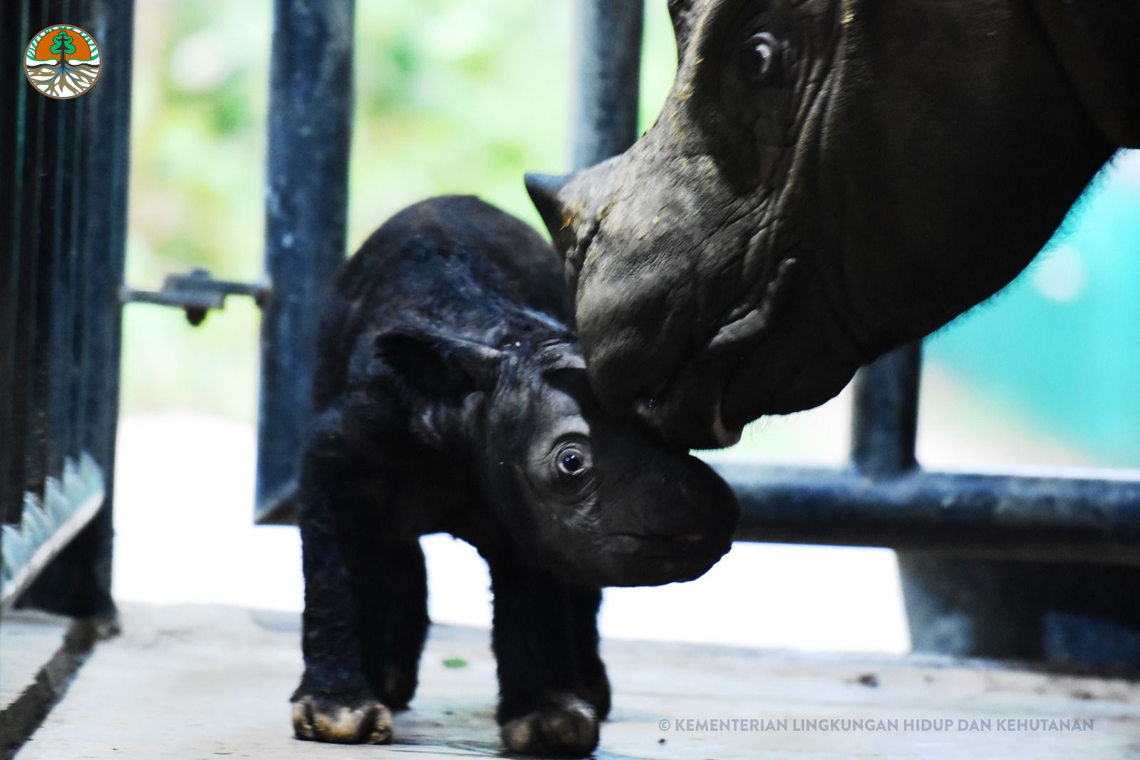 Rhino Born at the Sumatran Rhino Sanctuary Gives Birth to Her First Calf