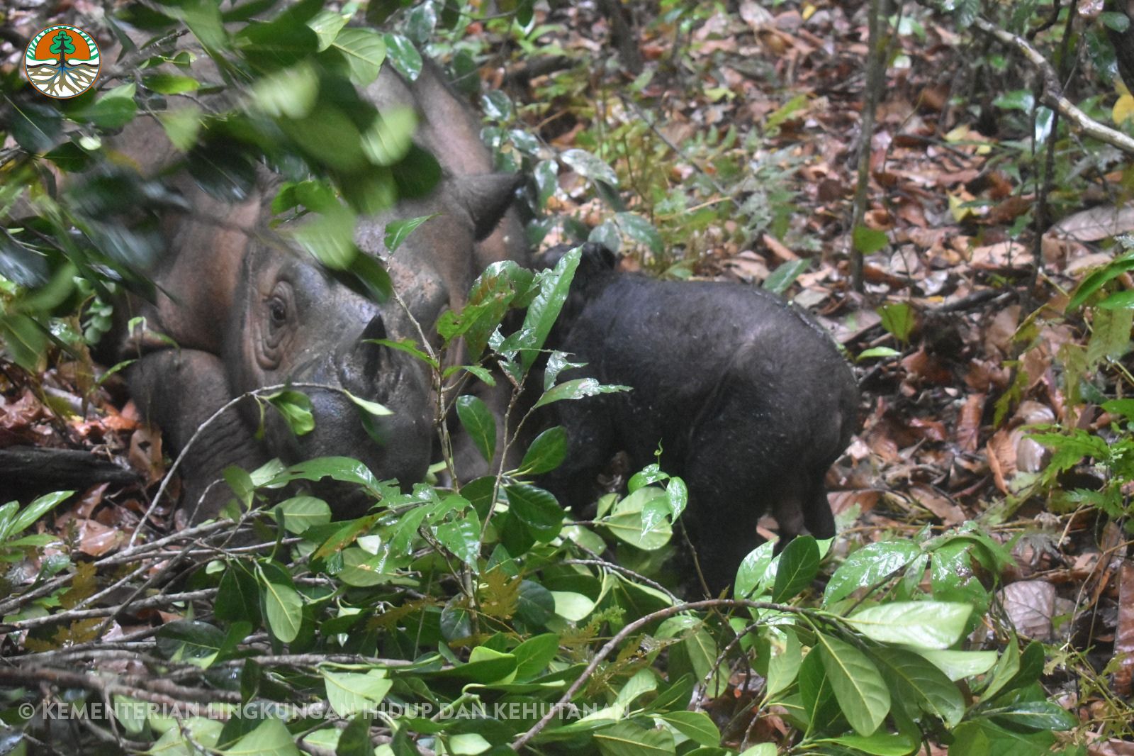 It’s a Boy! The World Celebrates as Sumatran Rhinos Delilah and Harapan