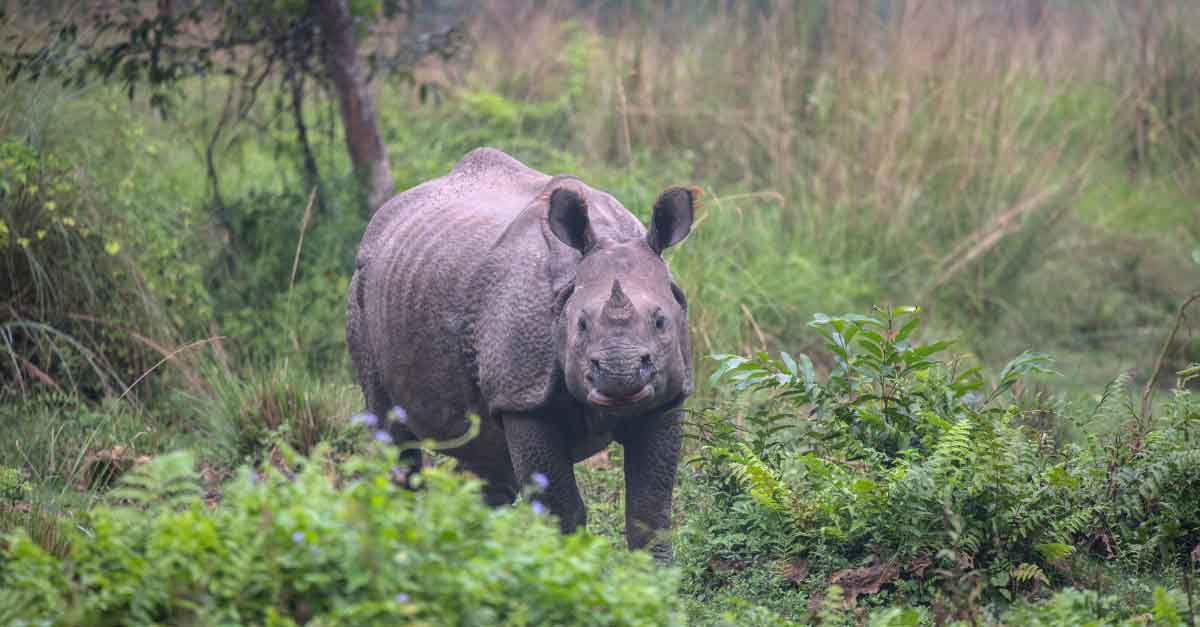 Greater one-horned rhino in grassland