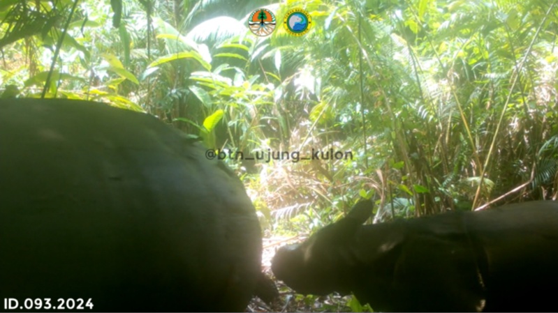 Camera Trap Spots a Rare Javan Rhino Calf