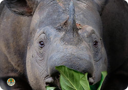 Sumatran rhino eating leaves