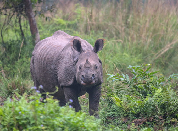 Greater One Horned Rhino