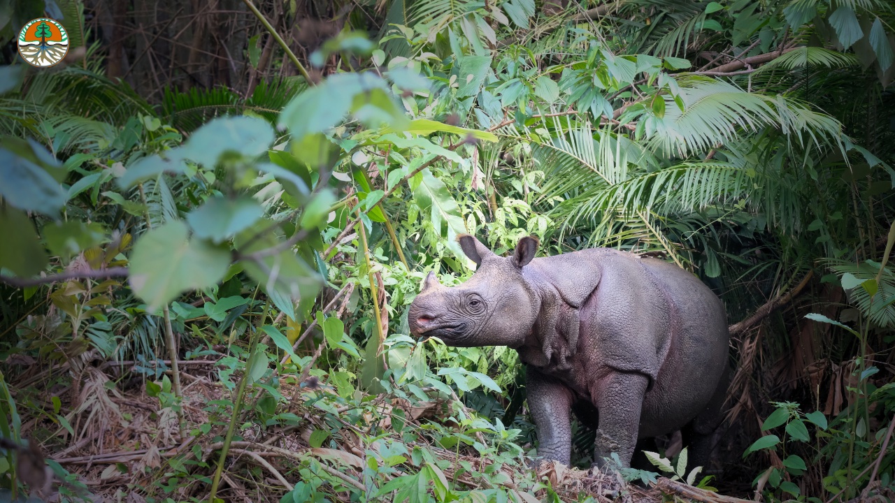 Heartbreaking Details Emerge from Javan Rhino Poaching Trial
