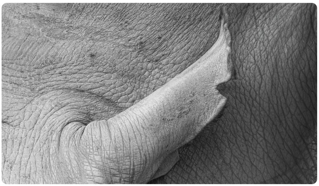 Rhino Ear Notch