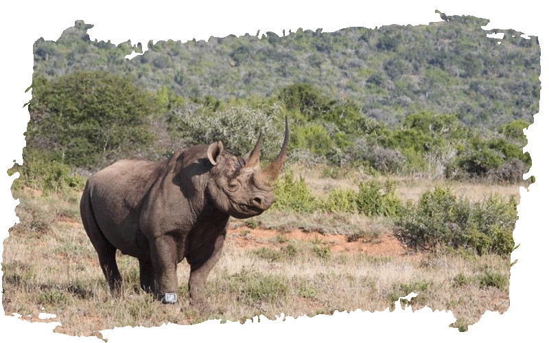 Black rhino with collar