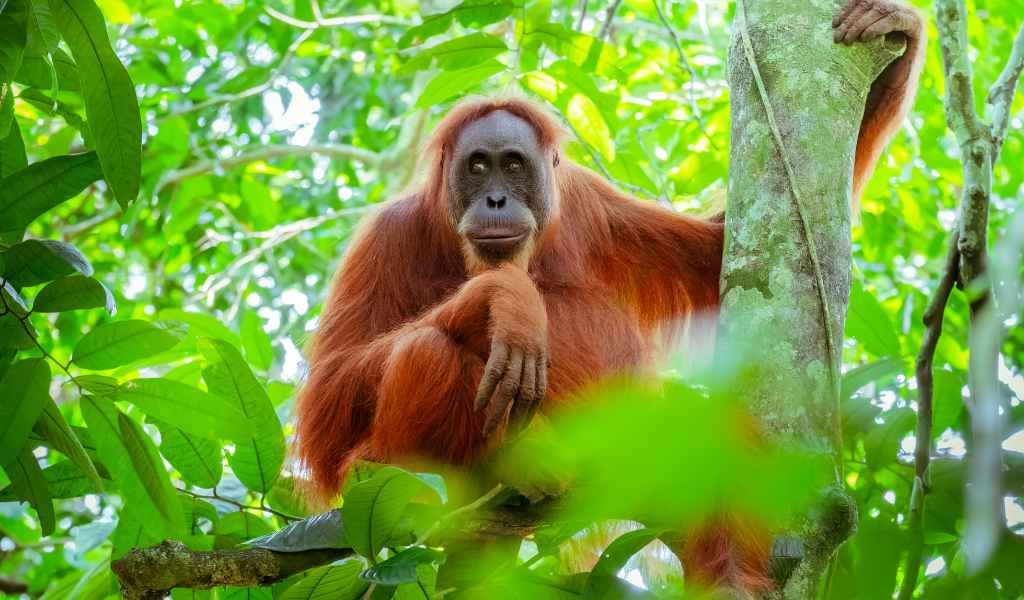 Sumatran Orangutan