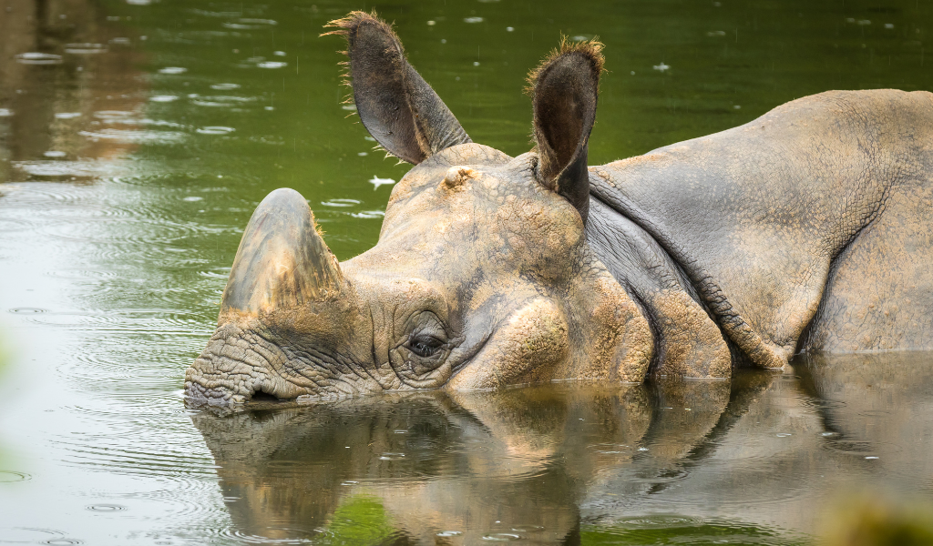 rhino in water