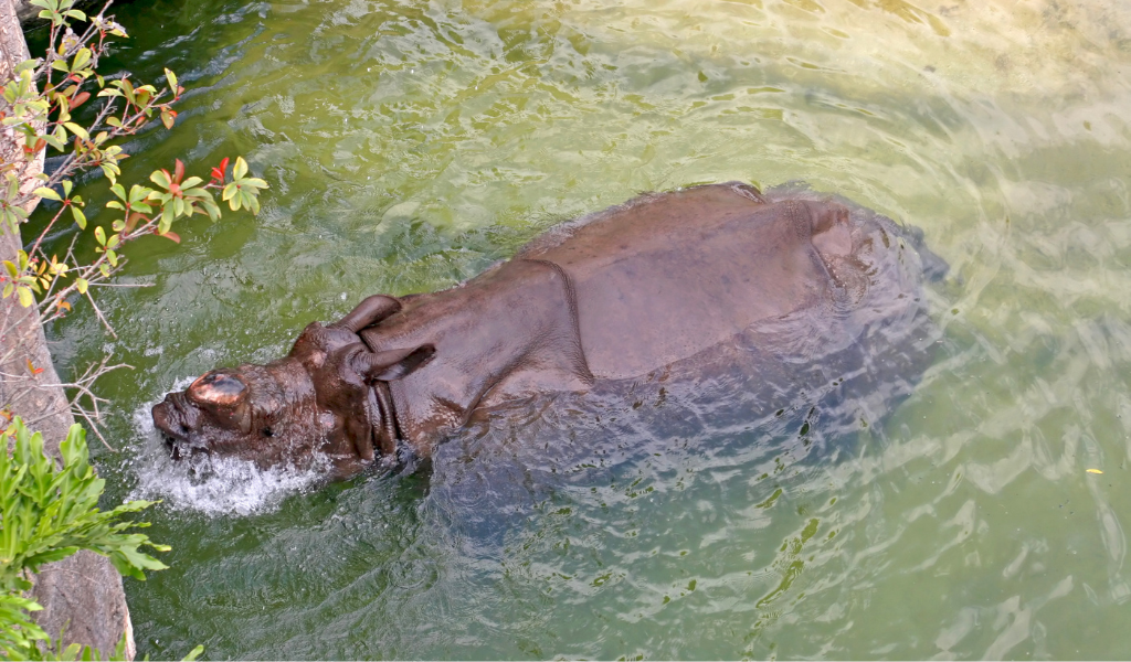 Rhino Swimming