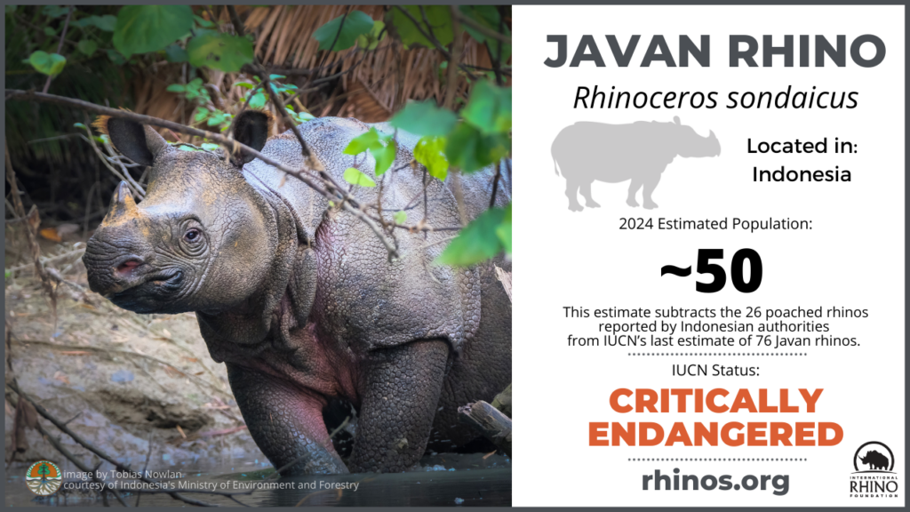 graphic showing Javan rhino distribution, population and endangered status