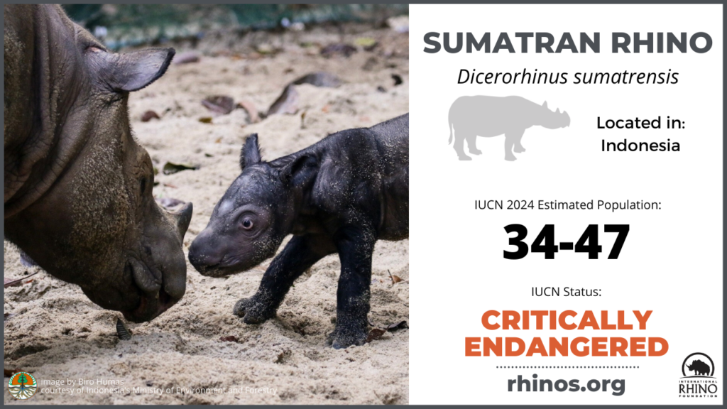 graphic showing Sumatran rhino distribution, population and endangered status