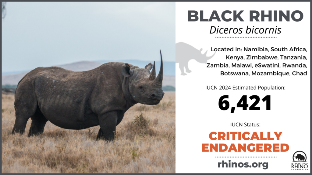 graphic showing black rhino distribution, population and endangered status