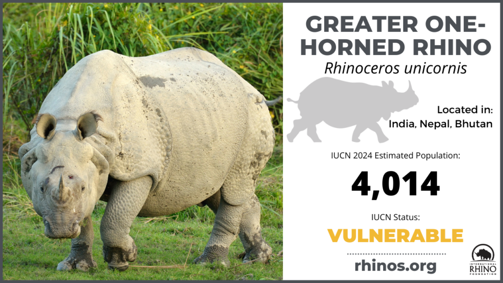 graphic showing greater one-horned rhino distribution, population and endangered status