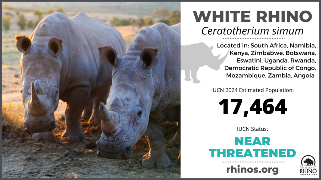 graphic showing white rhino distribution, population and endangered status