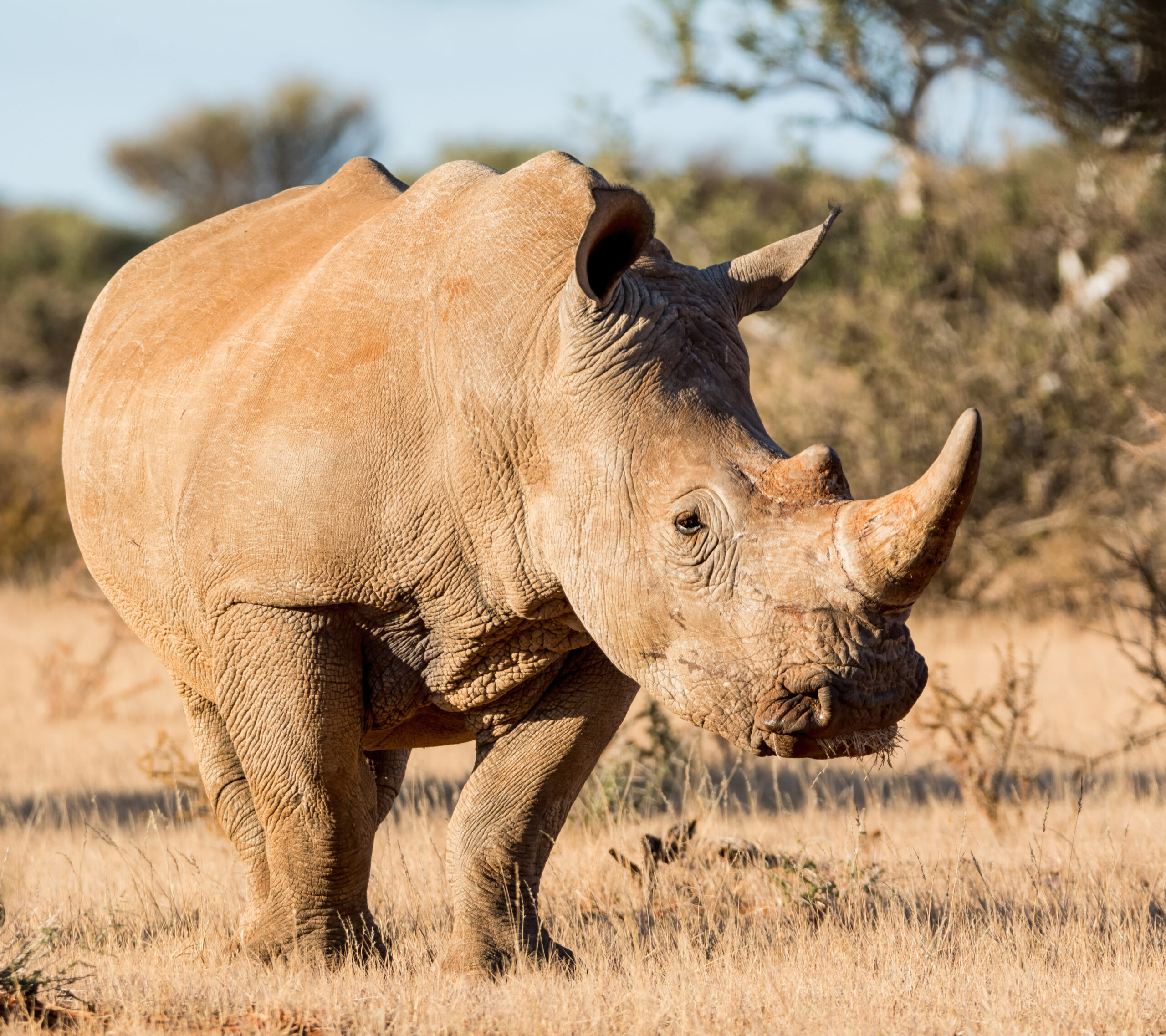 White rhino