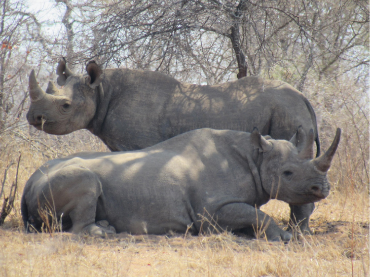 Siabuwa with her 10th calf