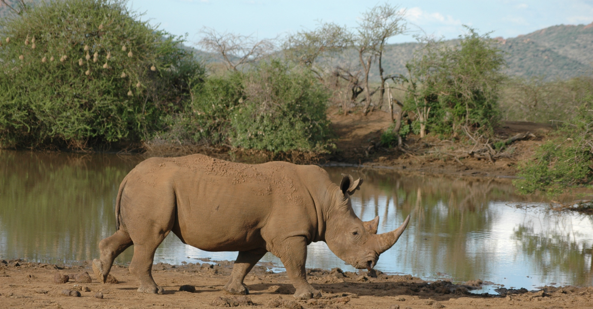 White Rhino