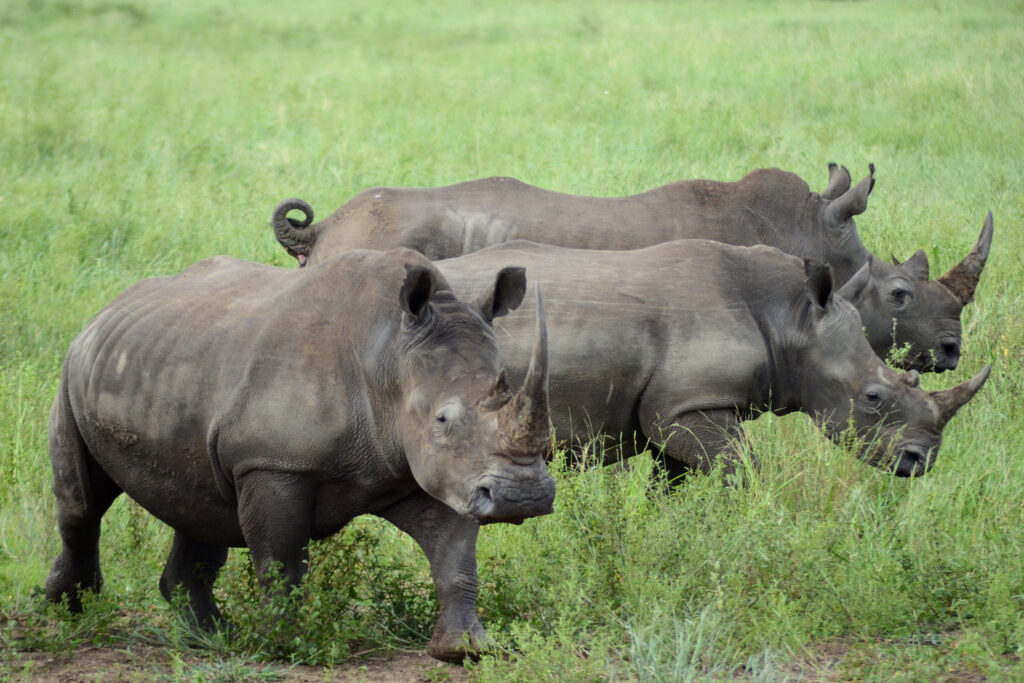 Crash of White Rhinos