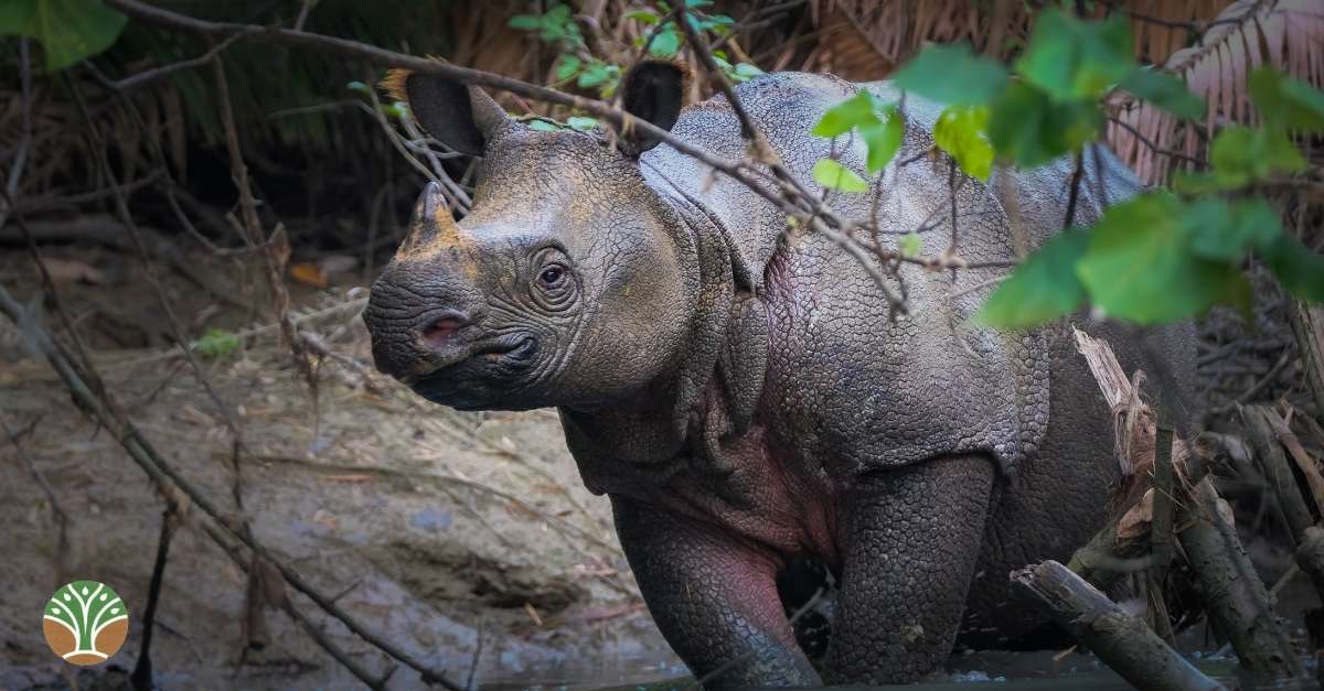 Javan Rhino