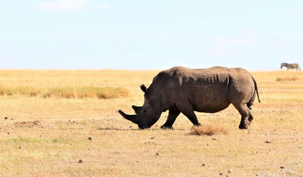 Role of Rhino in Ecosystem, White rhino in an african savanna.