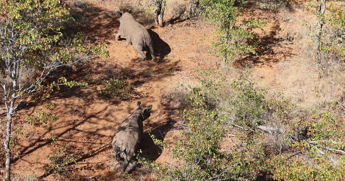 Black rhinos