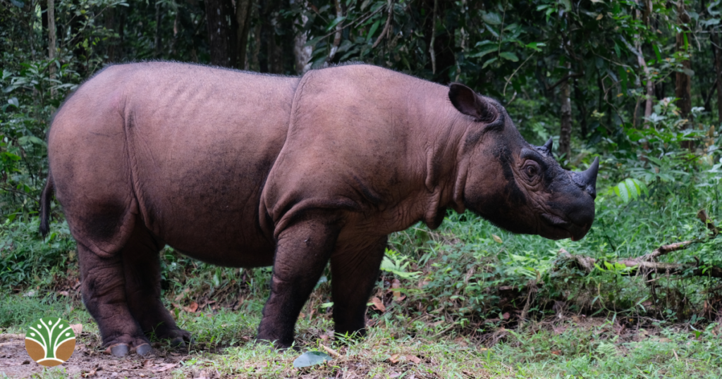 Sumatran rhino