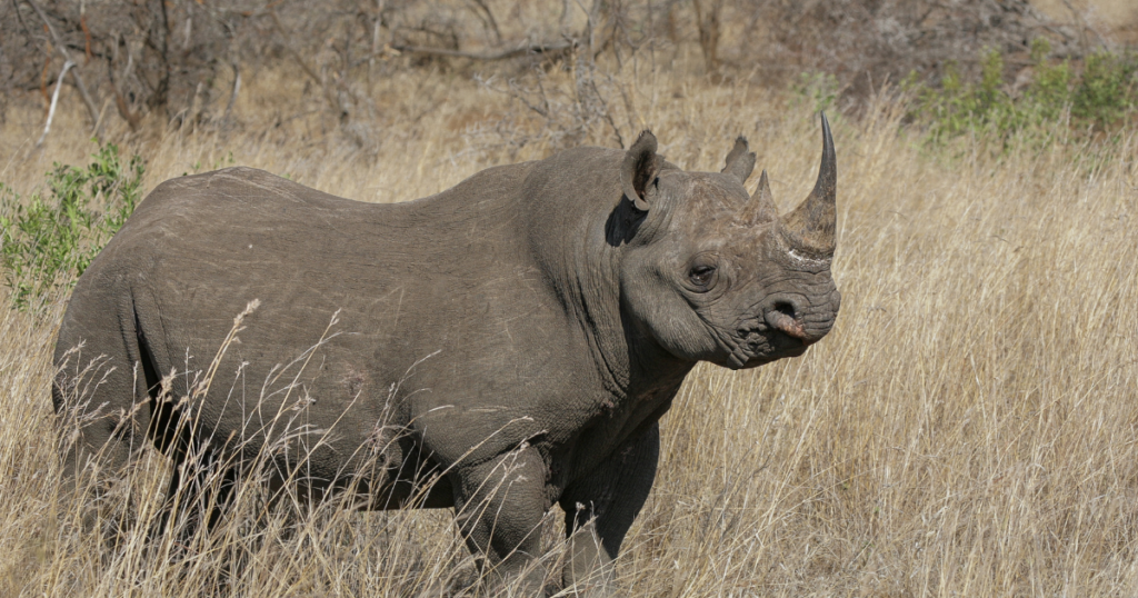 Black rhino