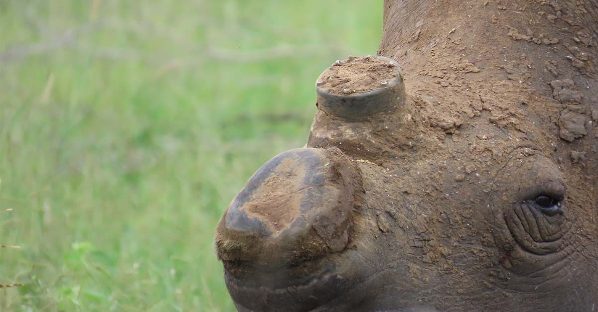 Rhino with a horn pod