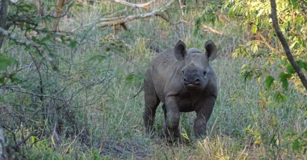 A black rhino calf in dense brush