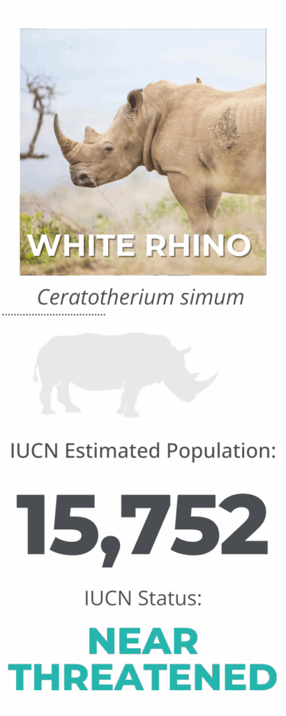 White rhino population