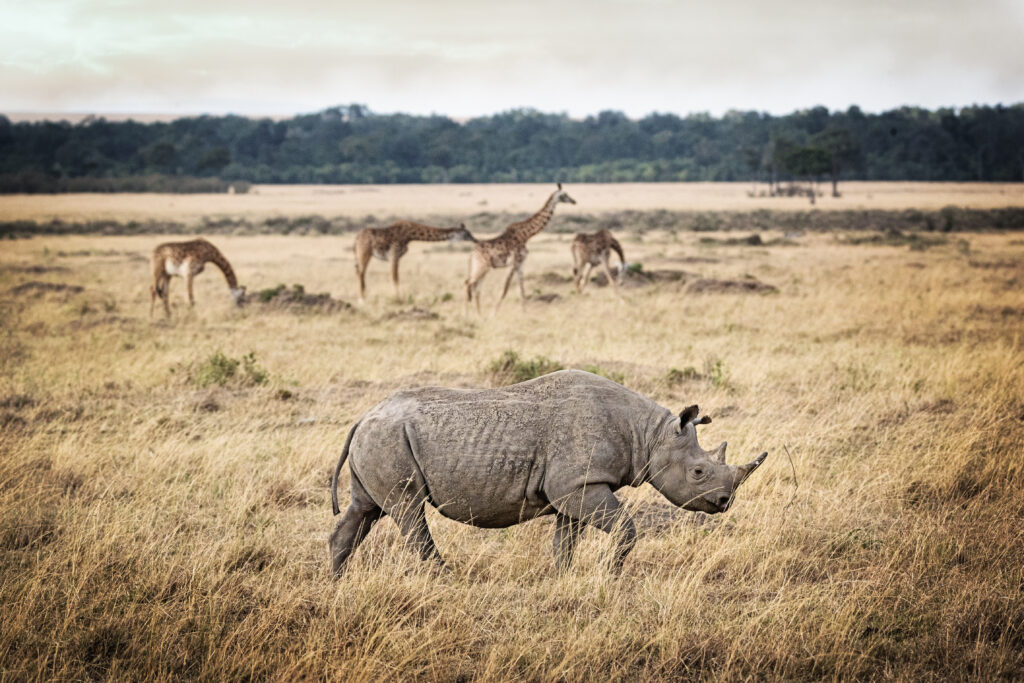 Black rhino with giraffes in the background