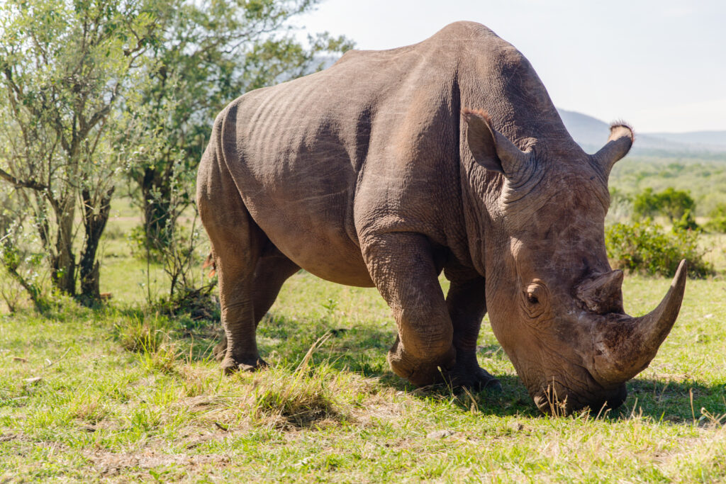 white rhino grazing